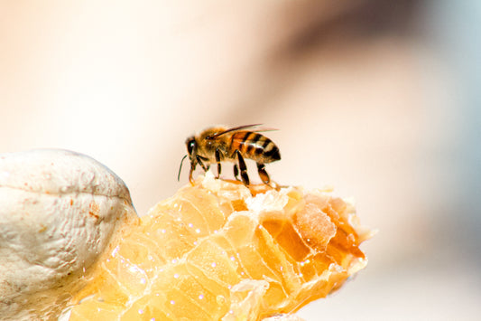 Honey Crystallization